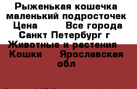 Рыженькая кошечка маленький подросточек › Цена ­ 10 - Все города, Санкт-Петербург г. Животные и растения » Кошки   . Ярославская обл.
